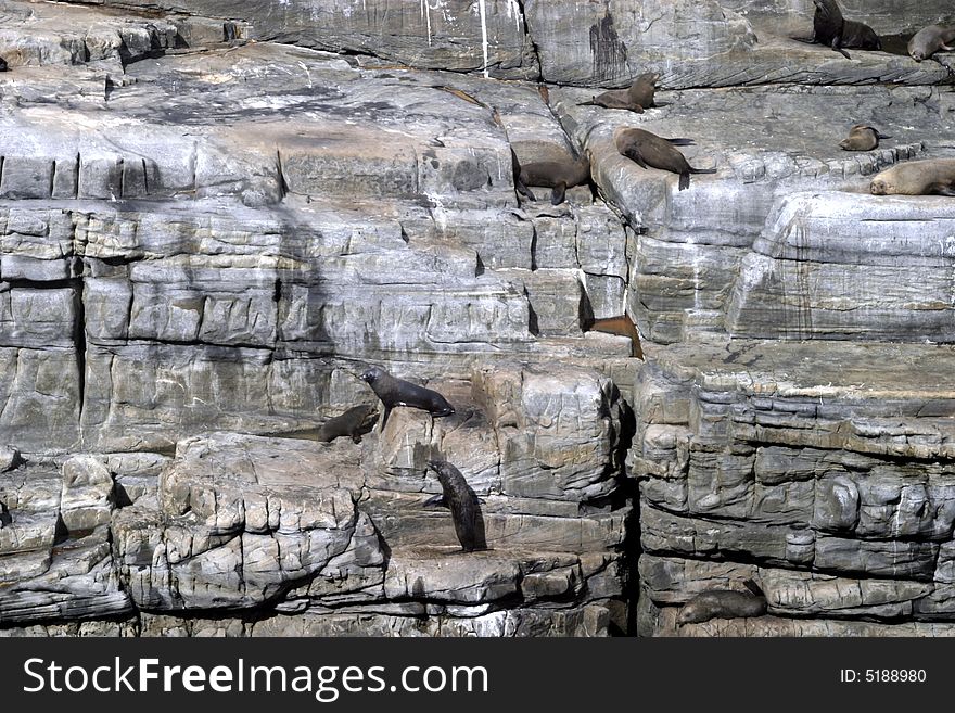 New Zealand Fur Seals bask in the sun on a cliff face under Admirals Arch, Kangaroo Island, South Australia. New Zealand Fur Seals bask in the sun on a cliff face under Admirals Arch, Kangaroo Island, South Australia