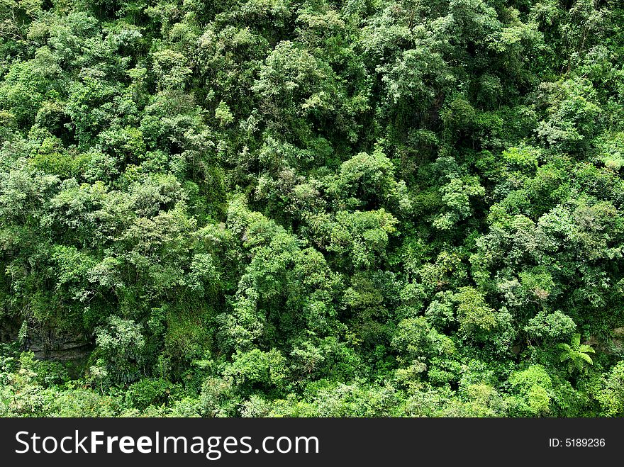 Forest in Yungas, the Andes Mountains, Bolivia. Forest in Yungas, the Andes Mountains, Bolivia.