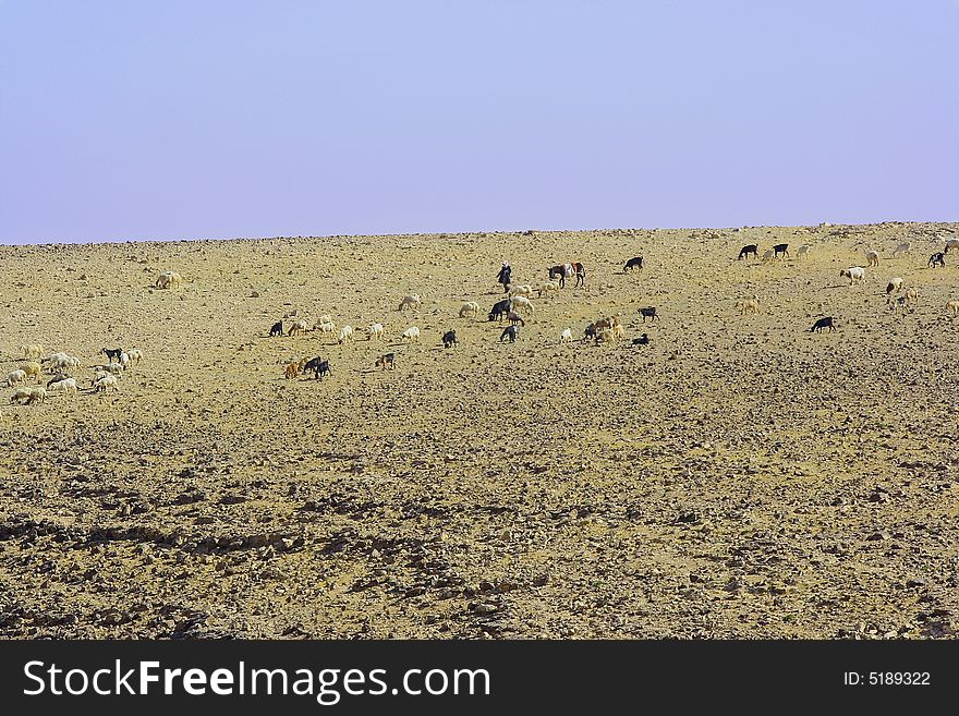 Herd of sheeps in Judean desert