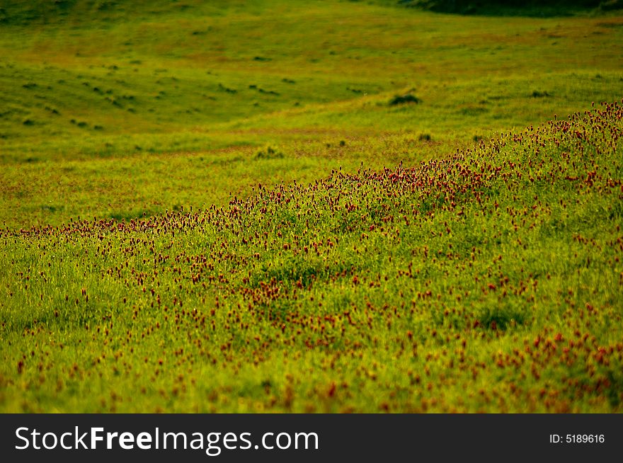 Field of red flowers