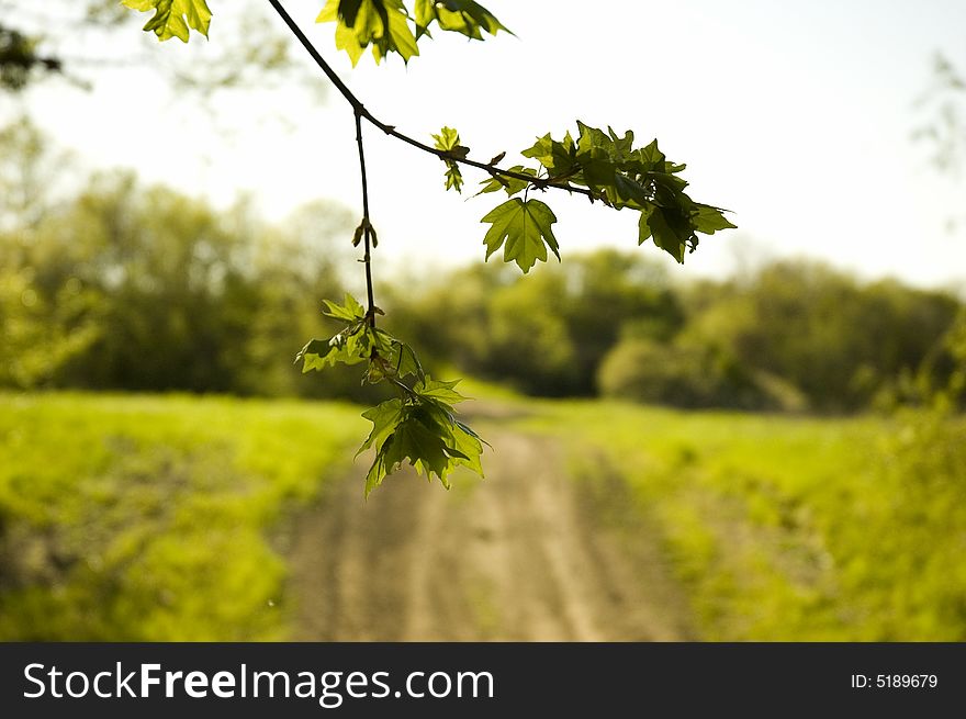 Summer landscape with green brunch. Summer landscape with green brunch