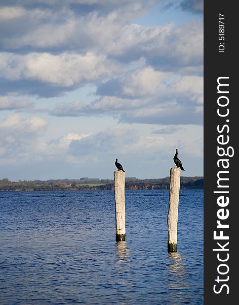 Two kormoran birds sitting on trunks