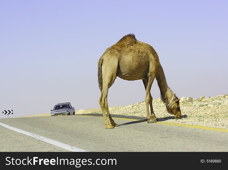 Camel in Judean desert