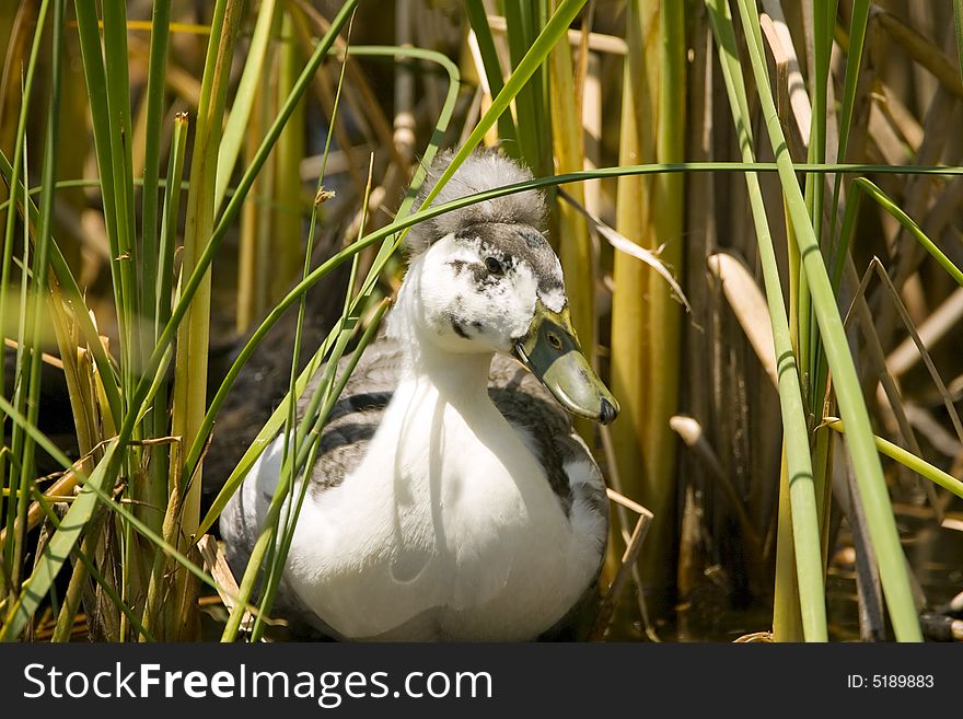 An Ugly Duck swimming in the reeds and watching me