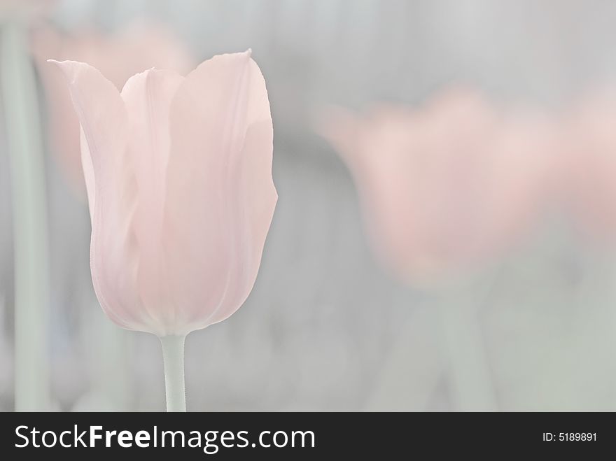 Pink Muted Tulip 2 Background