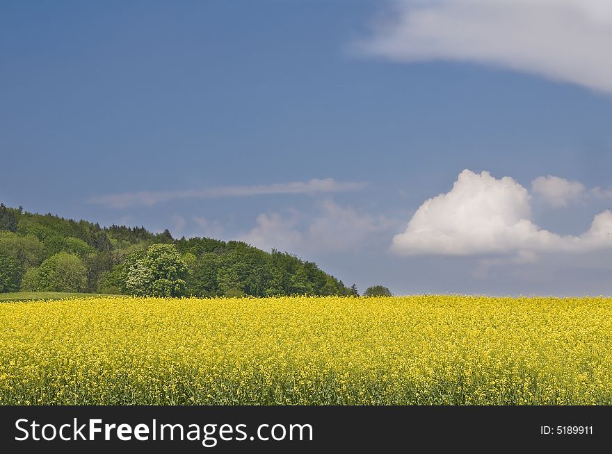 Typical spring fields in the swiss landscape. Typical spring fields in the swiss landscape