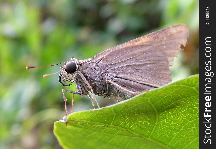 A skipper-butterfly on Andaman Islands India. A skipper-butterfly on Andaman Islands India