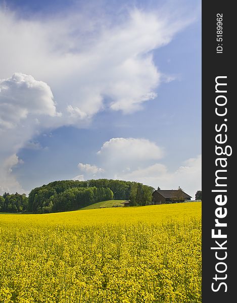 Typical spring fields in the swiss landscape. Typical spring fields in the swiss landscape