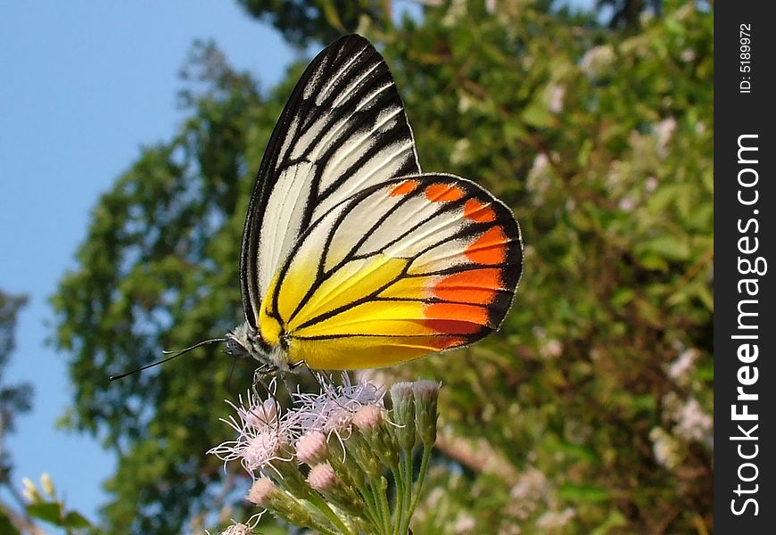 A Delias-butterfly on Andaman Islands India