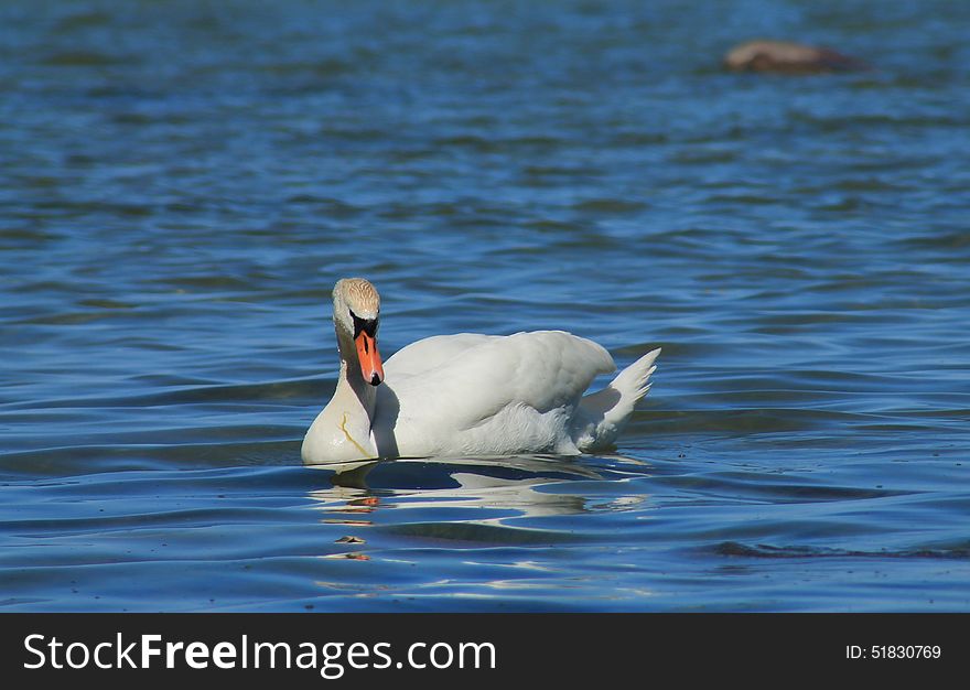 White swan in the Baltic Sea.