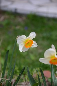 Narcissus Royalty Free Stock Photo Narcissus Royalty Free Stock Photo