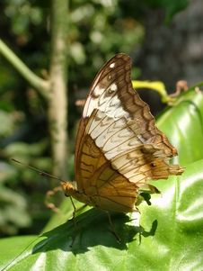 Butterfly (Parthenos Sylvia Ssp.) Stock Photo Butterfly (Parthenos Sylvia Ssp.) Stock Photo