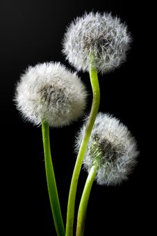 Dandelions Royalty Free Stock Image Dandelions Royalty Free Stock Image