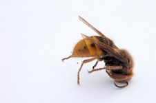 Dead Wasp With Sting Royalty Free Stock Images