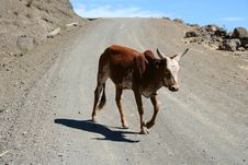 Dirt Road Cow Stock Photo