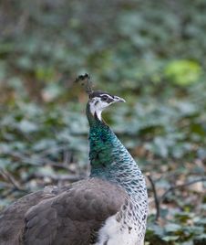 Peacock Stock Image