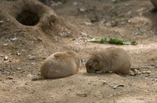Prairie Dog Royalty Free Stock Images