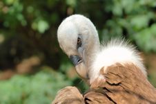 Gyps Vulture (Gyps Fulvus) Stock Photography Gyps Vulture (Gyps Fulvus) Stock Photography
