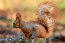 Red Squirrel On Tree Stub Stock Image