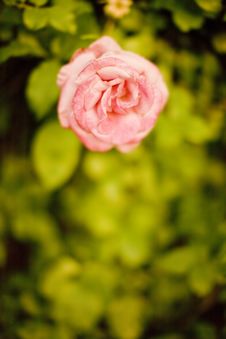 Pink Rose Royalty Free Stock Image Pink Rose Royalty Free Stock Image