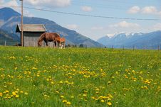 Landscape With Horse And Foal Royalty Free Stock Photography Landscape With Horse And Foal Royalty Free Stock Photography