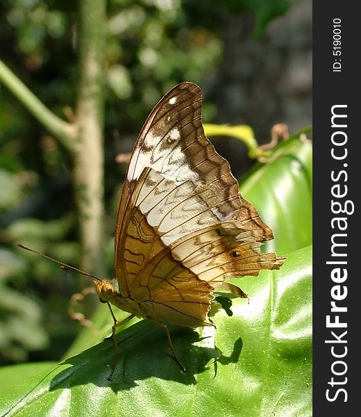 A butterfly (Parthenos sylvia ssp) on Andaman Islands India. A butterfly (Parthenos sylvia ssp) on Andaman Islands India