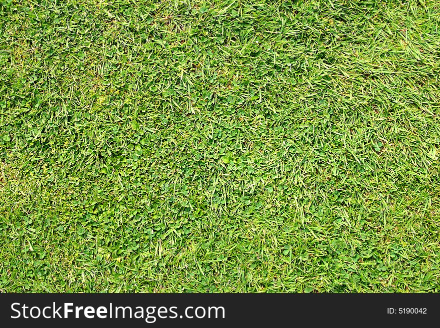 Close up abstract photo of freshly cut grass. Close up abstract photo of freshly cut grass