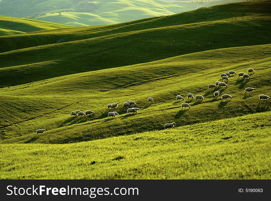 Sheep grazing fields in the Tuscany region of Italy, in warm glow of evening light. Sheep grazing fields in the Tuscany region of Italy, in warm glow of evening light.