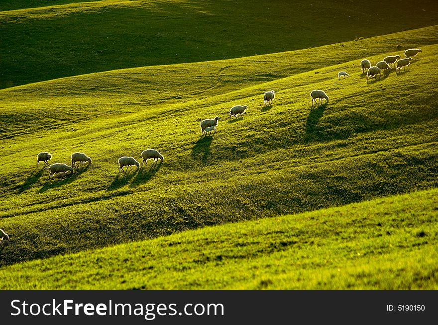 Sheep In Tuscany