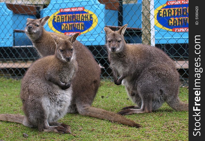 Three Female Wallabies