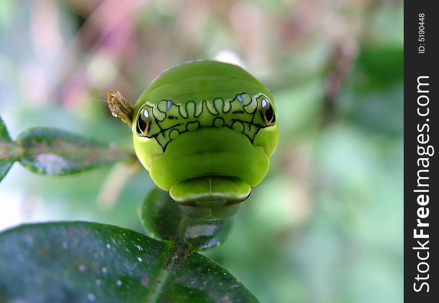 A snake-mimicking caterpillar (Papilio polymnestor) in South India