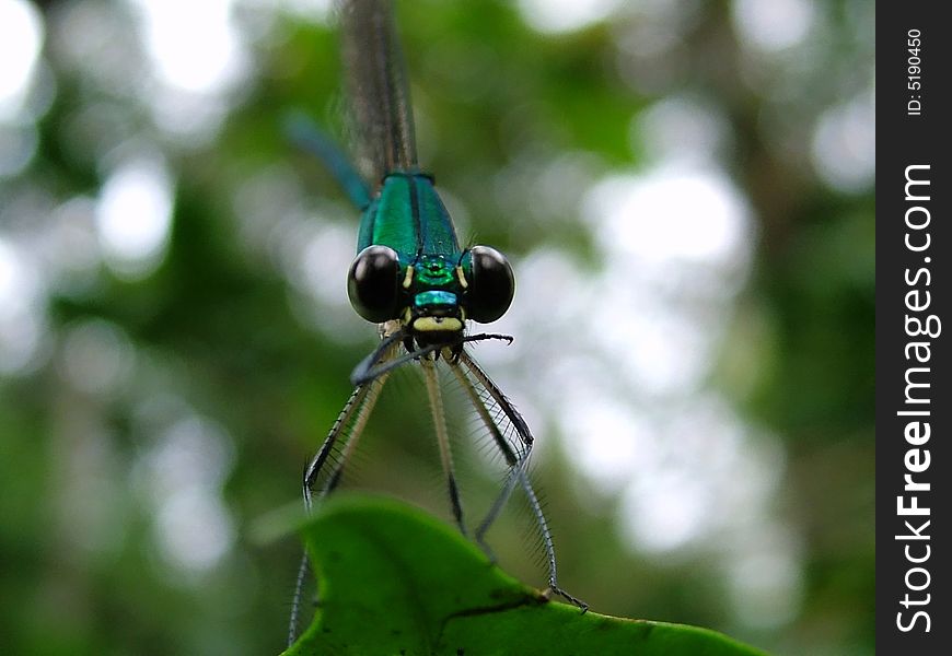 A metallic blue damselfly in South India