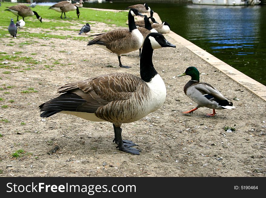 Photo of geese and ducks on the bank of the Thames in Windsor, England