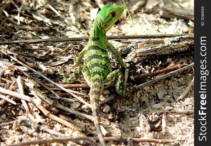 Green lizard on isla Kontoy (Mexico)