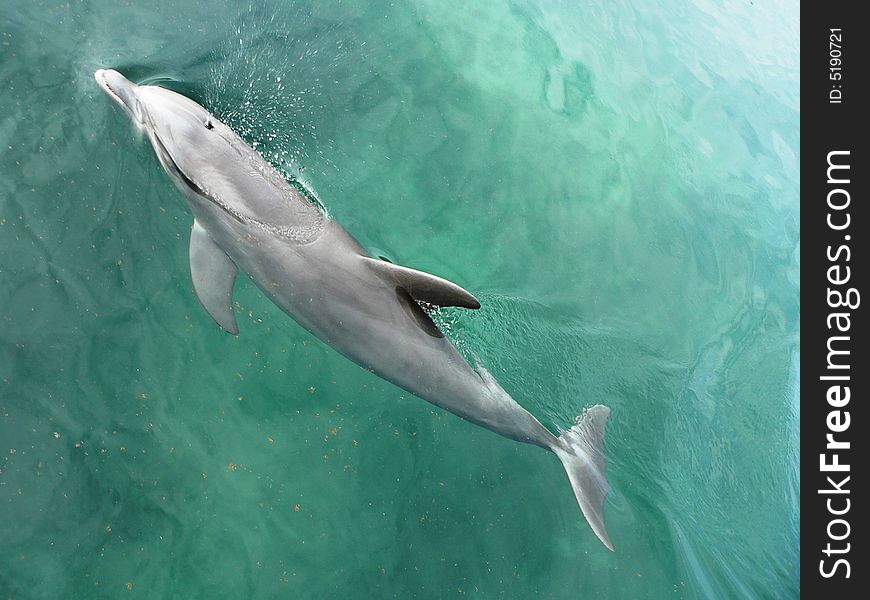 Dolphin in Yucatan in Mexico