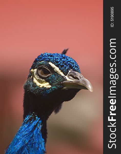 Indian Blue Peacock (Pavo Cristatus). This photo was taken in Fuerteventura, Spain.