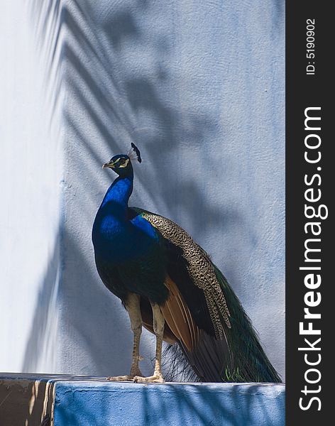 Indian Blue Peacock (Pavo Cristatus). This photo was taken in Fuerteventura, Spain.