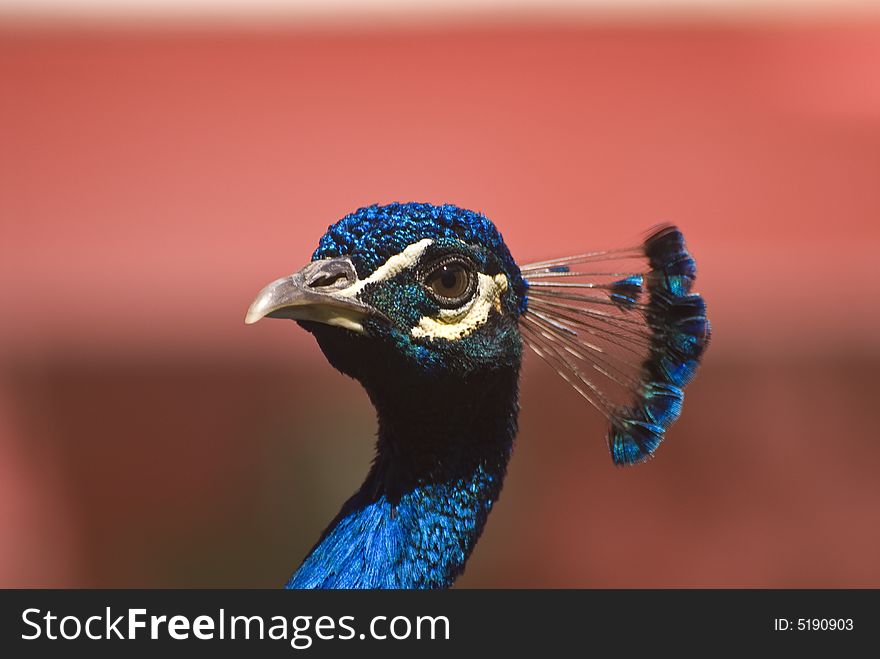 Indian Blue Peacock (Pavo Cristatus). This photo was taken in Fuerteventura, Spain.