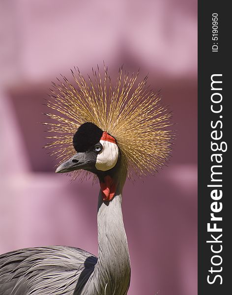 Close-up of a Grey Crowned Crane. Taken in Fuerteventura, Spain. Close-up of a Grey Crowned Crane. Taken in Fuerteventura, Spain.