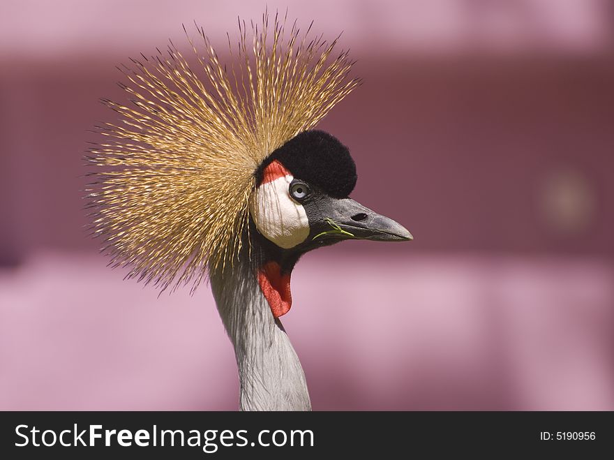 Close-up of a Grey Crowned Crane. Taken in Fuerteventura, Spain. Close-up of a Grey Crowned Crane. Taken in Fuerteventura, Spain.