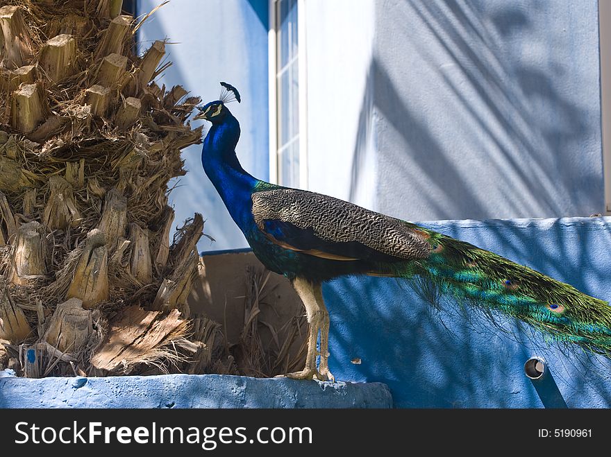 Indian Blue Peacock (Pavo Cristatus). This photo was taken in Fuerteventura, Spain.