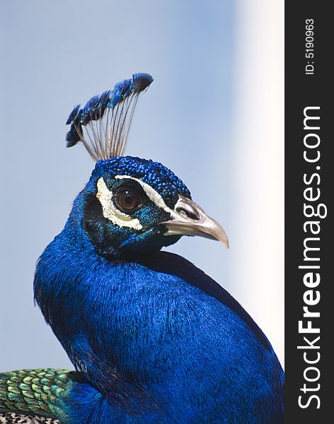 Indian Blue Peacock (Pavo Cristatus). This photo was taken in Fuerteventura, Spain.