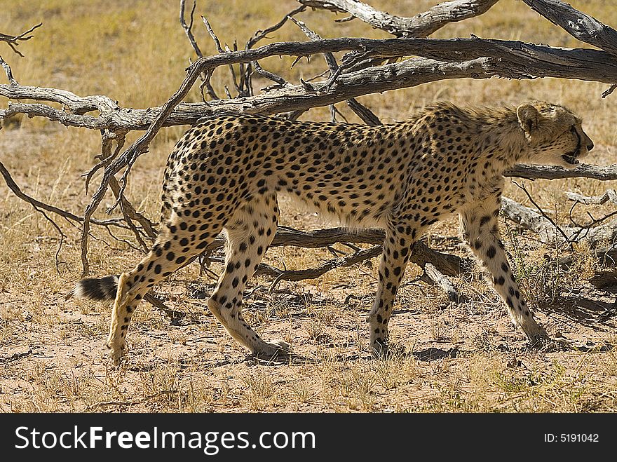 Young cheetah - South Africa - Africa