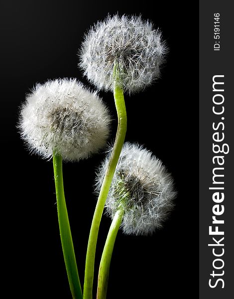 Three dandelions close-up on a black background