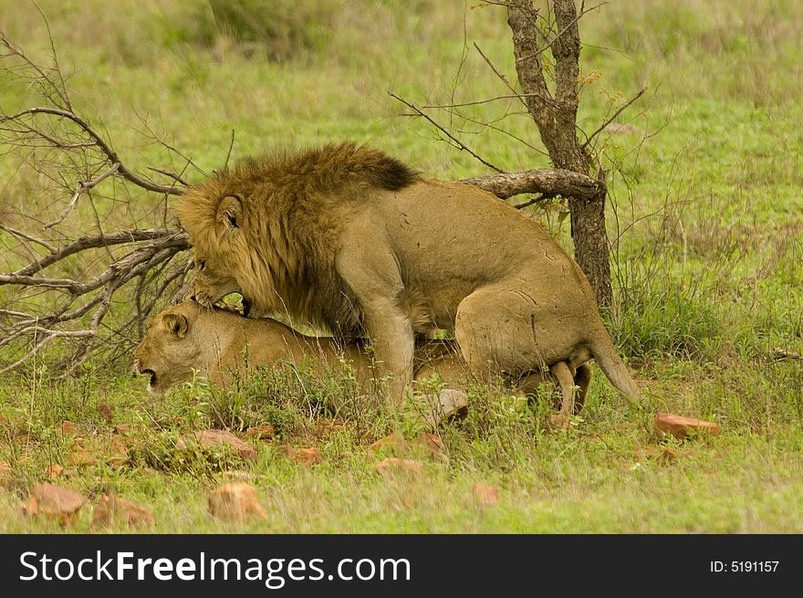 Lions do copulate - South Africa
