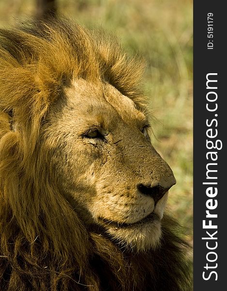 Big lion boys head - South Africa