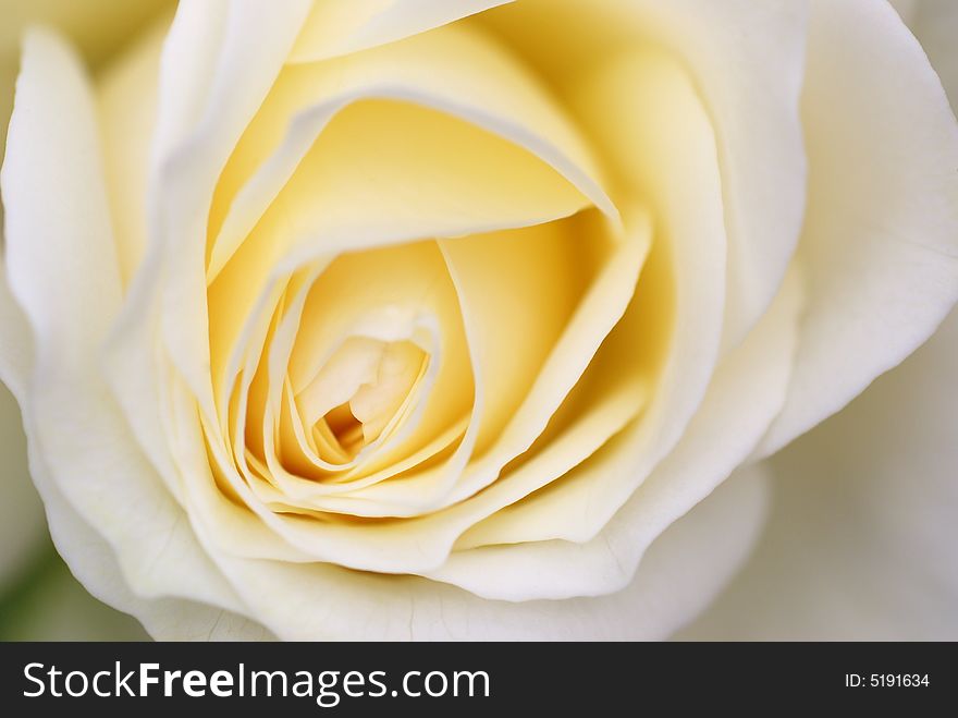 Creamy white rose close up shot