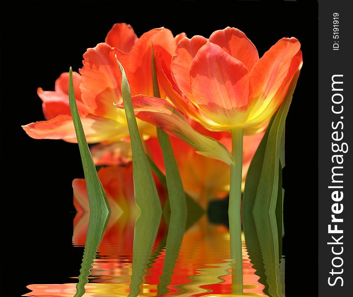 Tulips with reflection in water