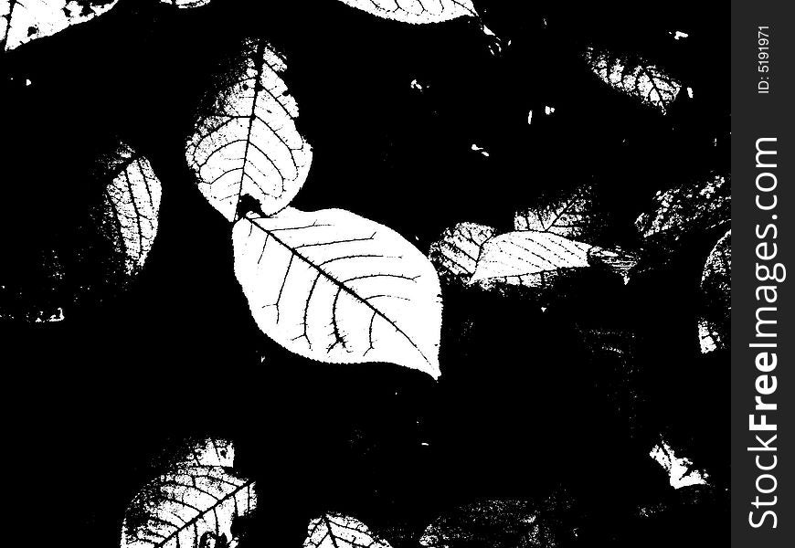 Black And White Leaf