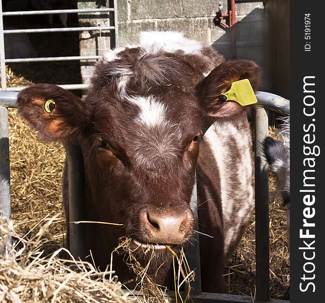 Close up of a brown and white cow chewing on hay. Close up of a brown and white cow chewing on hay.